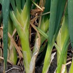 洮南章丘大葱 大葱笔直紧实，量大从优