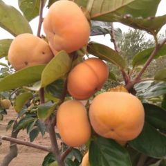 山东烟台富有脆柿子甜柿子大量上市