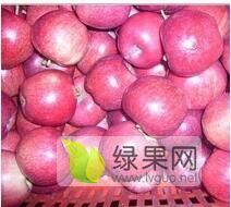 山东烟台红富士苹果大量上市了