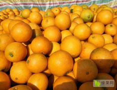 湖南麻阳冰糖橙纽合尔供应