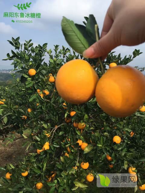 2018年湖南麻阳纽荷尔脐橙价格