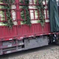 我处交通方便，货源充足。欢迎新老客户前来收购！