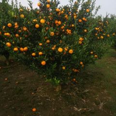 优质南丰蜜橘