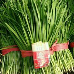 乐亭冷棚韭菜大量下来了