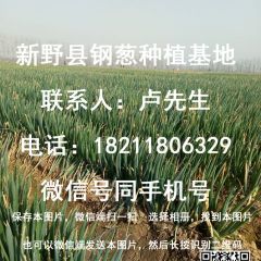 新年临近，铁杆大葱，日本钢葱产销两旺！