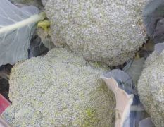 长期供应优质的西兰花 价格0.8一斤 另有大量有机松花菜