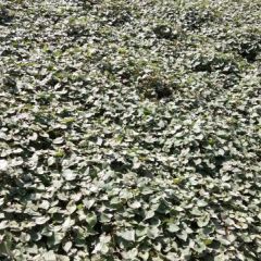 农户合作种植折儿根