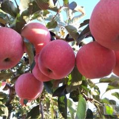 数百亩纸袋红富士紧急出售，欢迎客户前来选购