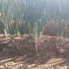 莱芜长白大葱欢迎采购