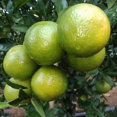 广西省内帮代收各类柑橘