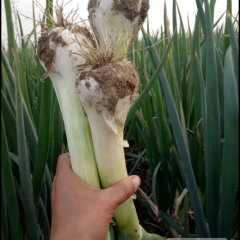 河北隆尧万亩鸡腿葱大量上市
