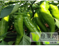 广东省雷州市龙门镇辣椒种植基地供应大量辣椒
