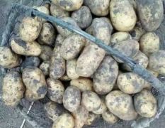 黑龙江脱毒马铃薯种子，荷兰，尤金885，兴佳，延