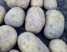 黑龙江土豆（荷兰十五)（尤金885)（延暑四号)（等等)