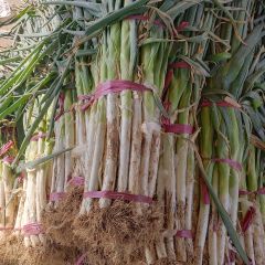 大量上市大葱，质量好白子高，价格实惠