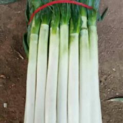 铁杆.长白大葱，专供超市，有求必应