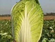 黄心白菜大量上市山东平阴
