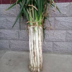 昌邑长白大葱上市，脆甜出名