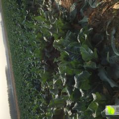 2018清苑菜花品种齐全，个头均匀