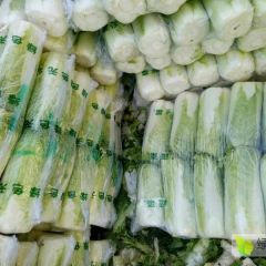 山东泗水北京三号大白菜上市 欢迎实地考察洽谈