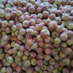 大量供应膜袋红富士苹果价格不高