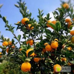 质量赢得信誉，信誉赢得效益