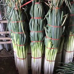 正宗章丘王金大葱！欢迎咨询