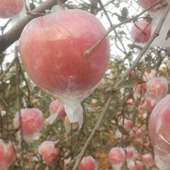 风追司马，观美景选购苹果，大面积优质苹果
