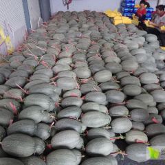 山东昌乐西州蜜已大量上市，欢迎前来采购