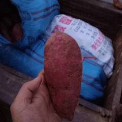 宜城市万亩紫薯基地大量供应紫罗兰