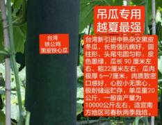 西乡塘冬瓜种子 台湾新引进中熟杂交黑皮冬瓜
