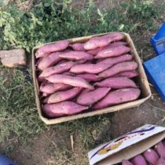 百万斤白心红薯供应，包物流，好价格