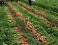 山东平度本地大量胡萝卜即将上市，可零售
