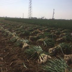 大葱来吧，欢迎新朋友购买