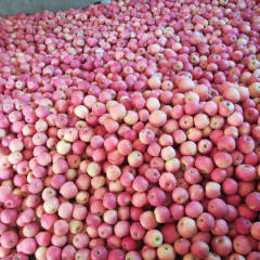 陕西白水村里种植大户，现有大量红富士供应