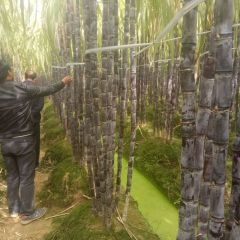 广西博白黑皮甘蔗（果蔗）专业代办合作团