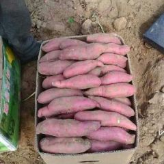 山西忻州的沙土地红薯大量上市