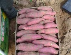 山西忻州的沙土地红薯大量上市