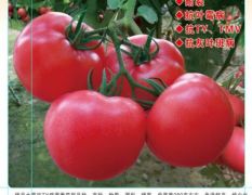 寿光圣地许晓霞拉菲6号番茄种子