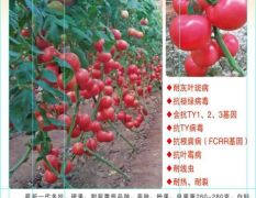 寿光拉菲9号番茄种子