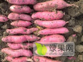 平邑红薯 现在大面积红薯上市中，箱装