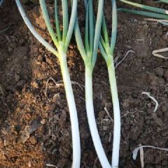 河南大葱，欢迎采购商朋友提前订购