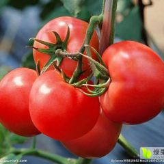 山东莘县万亩蔬菜种植基地