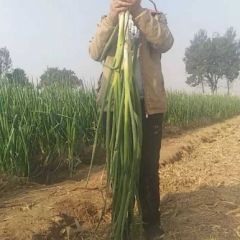 滑县城关林头千亩大葱基地