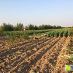 2018敖汉旗大葱 净葱须提前预定！