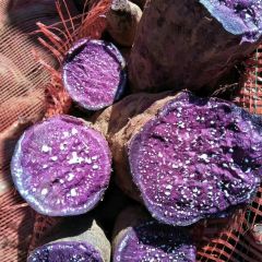 2018建水红薯 本地有大量紫薯和红薯出售