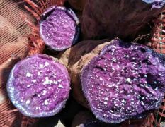 2018建水红薯 本地有大量紫薯和红薯出售