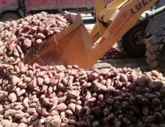 谯城大量收购商薯19，收购标准：净地，散装，通货，袋装都可大小要完。