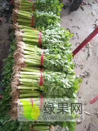 沂南芹菜价格 本地带跟小西芹上市