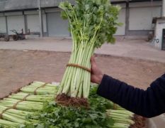沂南无公害蔬菜种植基地带根小西芹大量上市了！